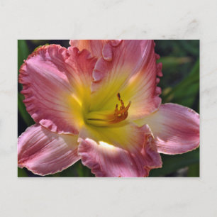Pink-gelbe Tageslilie Postkarte drucken