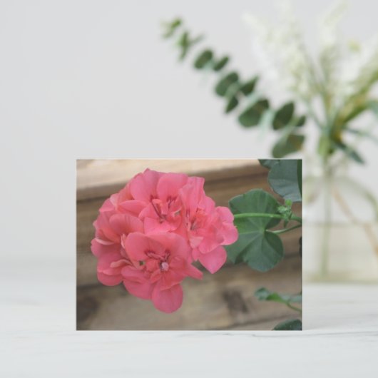 Pink Geranies Postkarten (Stehend Vorderseite)
