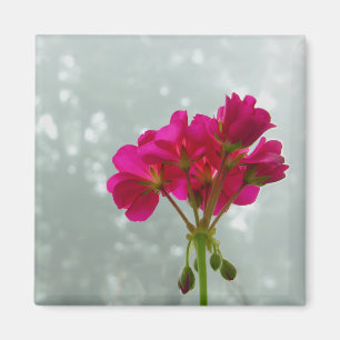Pink Geranium Picture Magnet