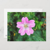 Pink Geranium Postcard Postkarte (Vorne/Hinten)