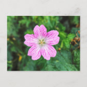 Pink Geranium Postcard Postkarte (Vorderseite)