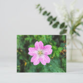 Pink Geranium Postcard Postkarte (Stehend Vorderseite)