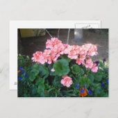 Pink Geranium Postcard Postkarte (Vorne/Hinten)