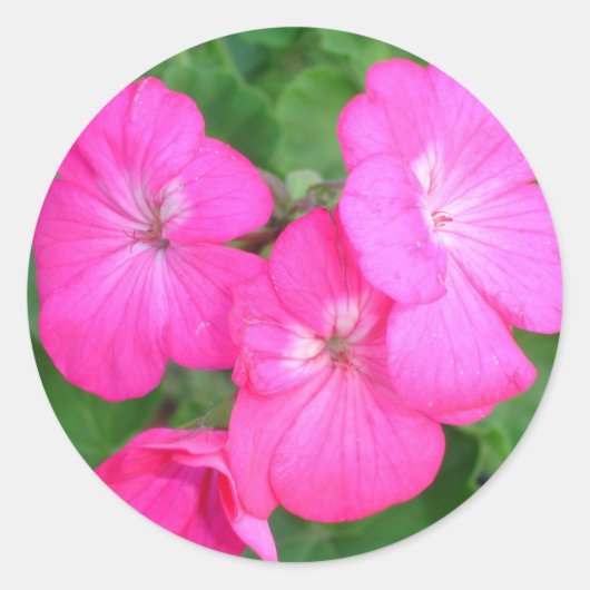 Pink Geranium Sticker (Vorderseite)