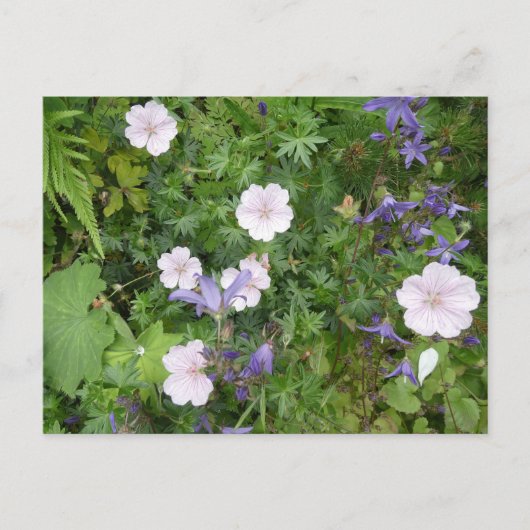 Pink Geraniums & Lila Campanula DIY Postkarte (Vorderseite)