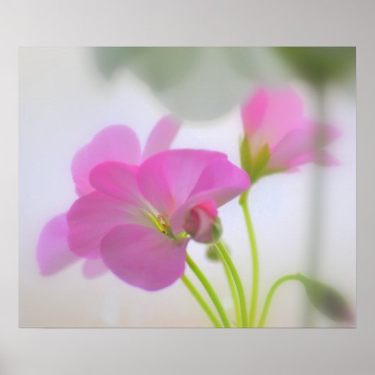 Pink Geraniums Poster (Vorne)
