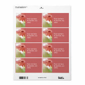 Pink Gerbena Label (Vorne)