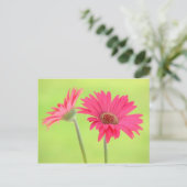 Pink Gerber Daisies auf Green Postkarte (Stehend Vorderseite)