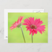 Pink Gerber Daisies auf Green Postkarte (Vorne/Hinten)