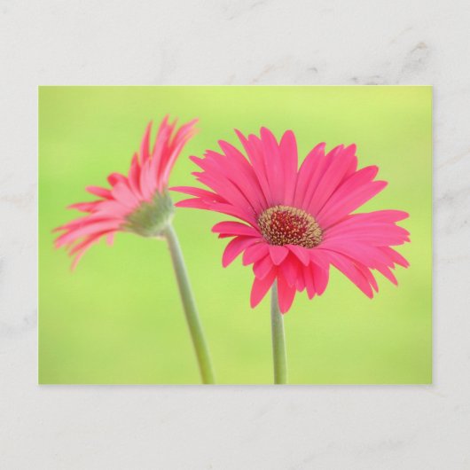 Pink Gerber Daisies auf Green Postkarte (Vorderseite)