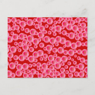 Pink Gerber Daisies Postkarte