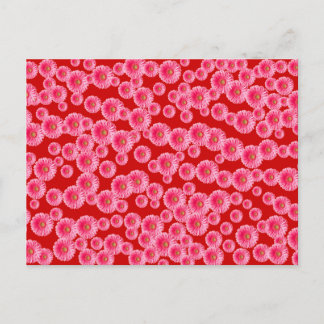 Pink Gerber Daisies Postkarte