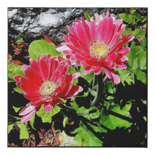 Pink Gerber Daisy Blume Foto Garden Künstlicher Leinwanddruck