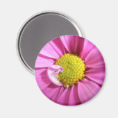 Pink Gerber Daisy Magnet (Vorderseite/Rückseite)