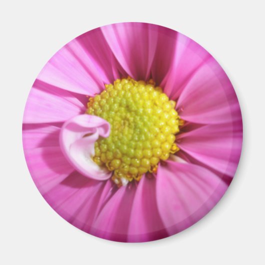 Pink Gerber Daisy Magnet (Vorne)