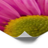 Pink Gerber Daisy Miracles Poster (Ecke)