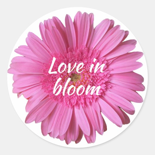 Pink Gerber Daisy mit Textaufkleber Runder Aufkleber (Vorderseite)