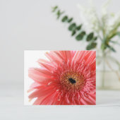 Pink Gerber Daisy Postcard Postkarte (Stehend Vorderseite)