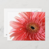 Pink Gerber Daisy Postcard Postkarte (Vorne/Hinten)
