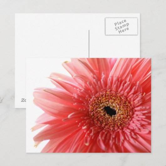 Pink Gerber Daisy Postcard Postkarte (Vorne/Hinten)