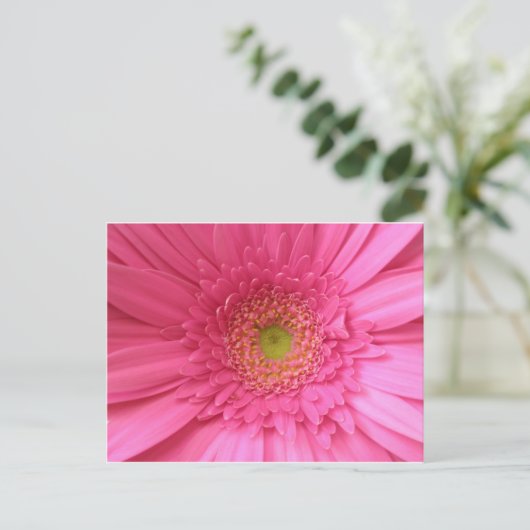 Pink Gerber Daisy Postkarte (Stehend Vorderseite)