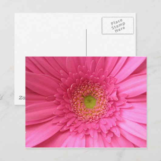 Pink Gerber Daisy Postkarte (Vorne/Hinten)