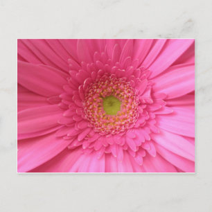 Pink Gerber Daisy Postkarte