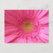 Pink Gerber Daisy Postkarte (Vorderseite)