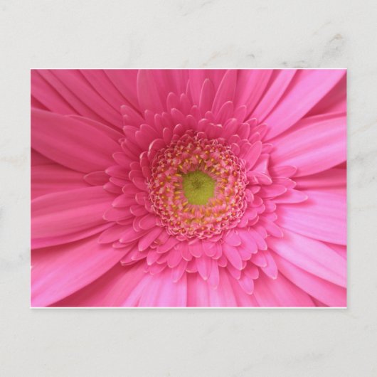 Pink Gerber Daisy Postkarte (Vorderseite)