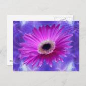 Pink Gerber Daisy Postkarte (Vorne/Hinten)