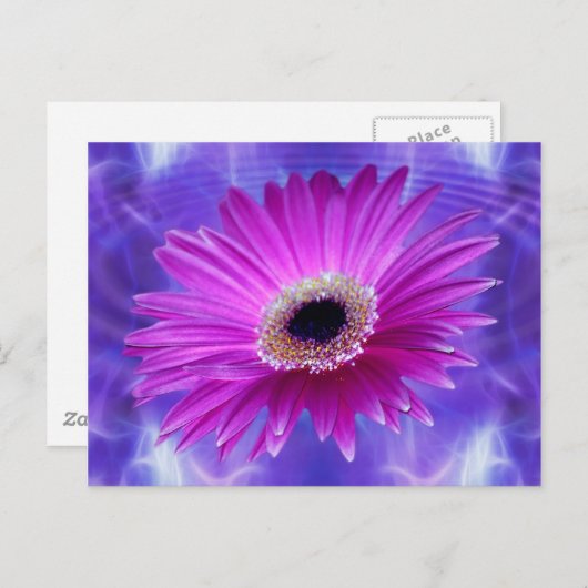 Pink Gerber Daisy Postkarte (Vorne/Hinten)