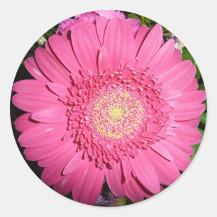 Pink Gerber Daisy Runder Aufkleber
