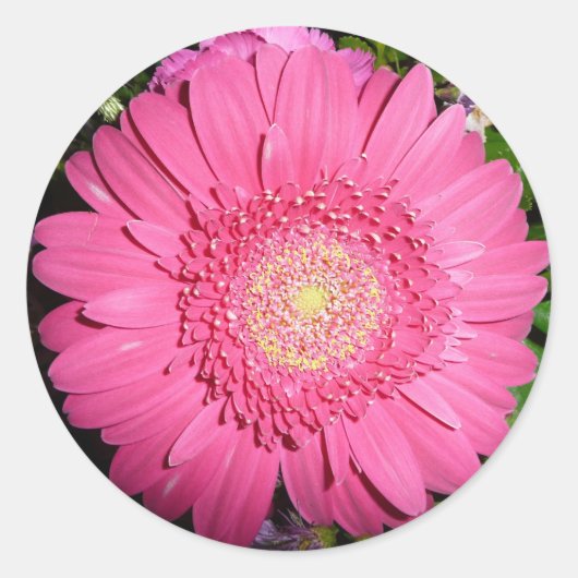 Pink Gerber Daisy Runder Aufkleber (Vorderseite)
