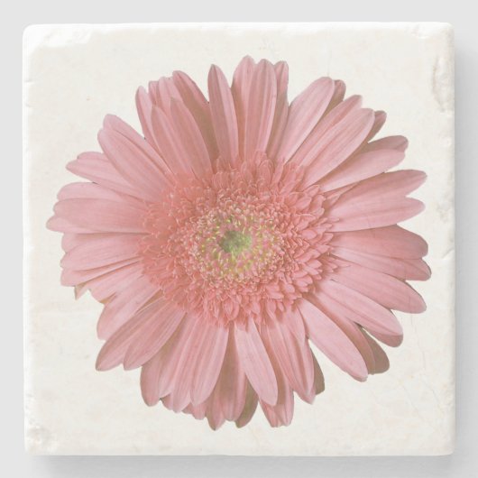 Pink Gerber Daisy Stone Untersetzer (Vorderseite)