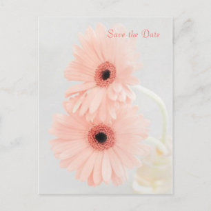 Pink Gerbera Ankündigung Datum freihalten Postkarte