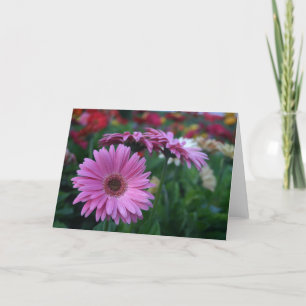 Pink Gerbera Daisies Karte