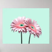 Pink Gerbera Daisies Poster (Vorne)