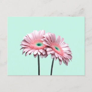 Pink Gerbera Daisies Postkarte