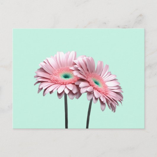 Pink Gerbera Daisies Postkarte (Vorderseite)