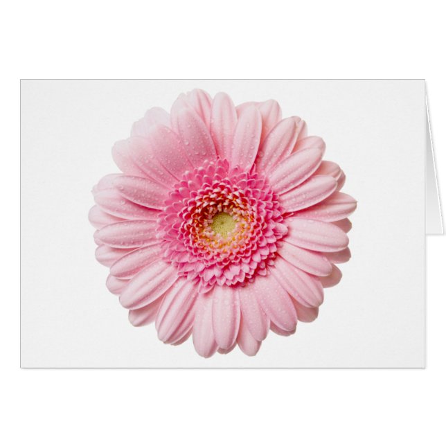 Pink Gerbera Daisy (Vorderseite (Horizontal))