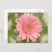 Pink Gerbera Daisy Blume Gruß Postkarte (Vorne/Hinten)