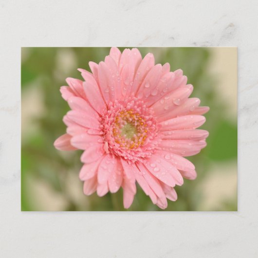 Pink Gerbera Daisy Blume Gruß Postkarte (Vorderseite)