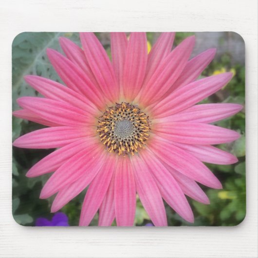 Pink Gerbera Daisy Blume Mousepad (Vorne)