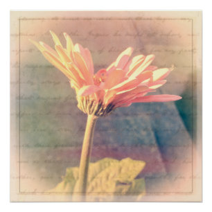 Pink Gerbera Daisy Collage Poster