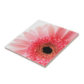 Pink Gerbera Daisy Fliese (Seite)