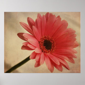 Pink Gerbera Daisy - Fotografischer Druck Poster