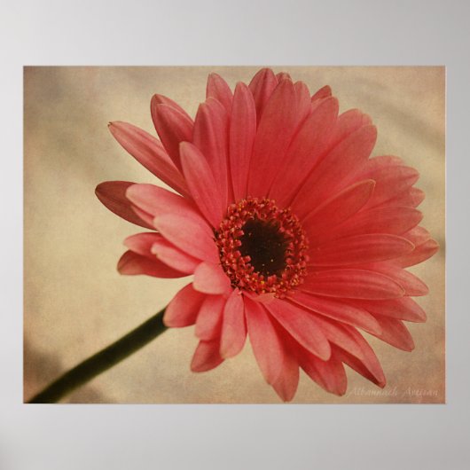 Pink Gerbera Daisy - Fotografischer Druck Poster (Vorne)