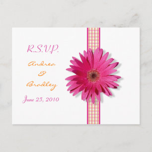 Pink Gerbera Daisy Kariert Ribbon UAWG Postkarte
