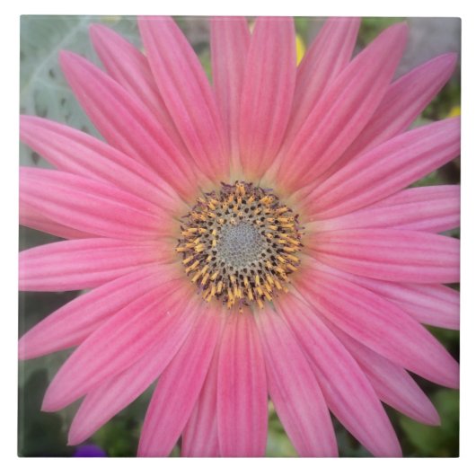 Pink Gerbera Daisy Keramik Tile Fliese (Vorderseite)