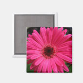 Pink Gerbera Daisy Magnet (Vorderseite/Rückseite)